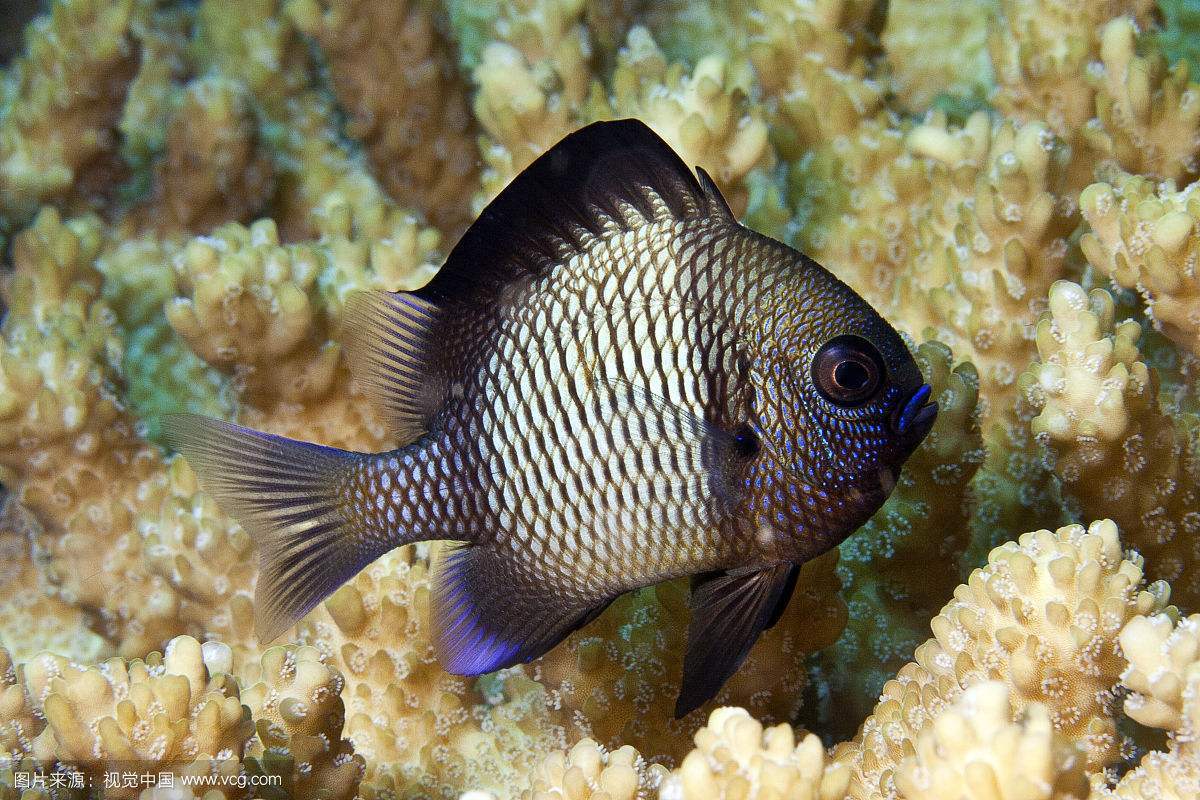 多棘雀鲷 | pomacentrus polyspinus(动物 | 辐鳍鱼类)