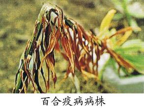 百合叶枯病图册 360百科 百合叶枯病图册 360百科