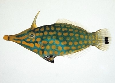 牛氏三刺鲀 | triacanthus nieuhofii(动物 | 物种)