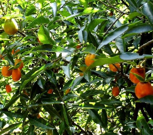 黑塔子 - 求真百科