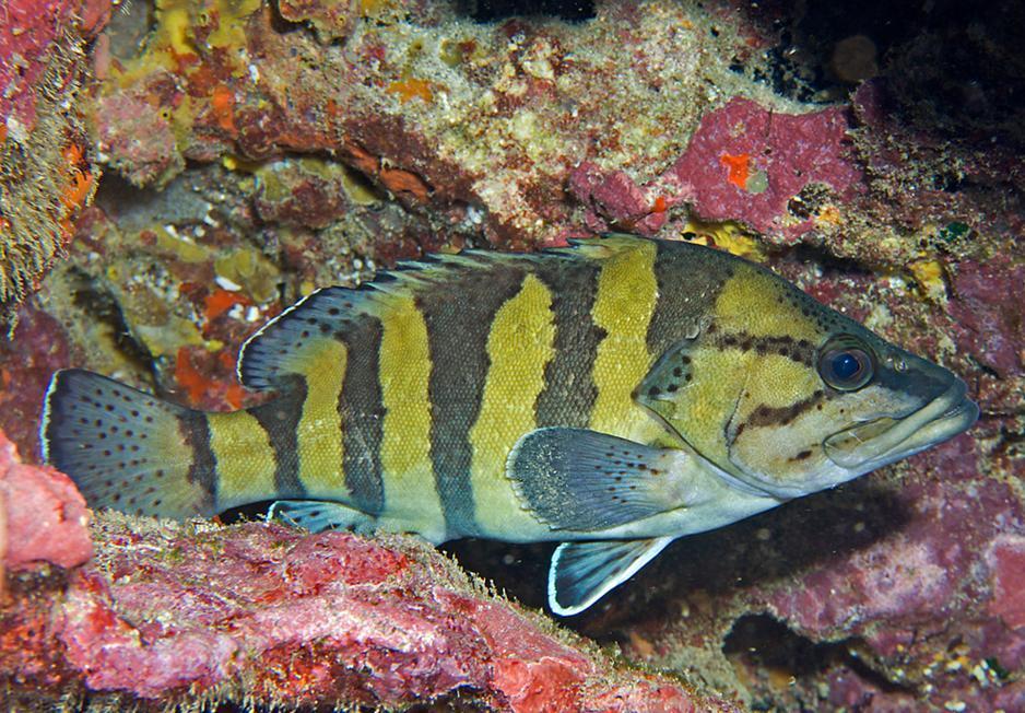 环带刺鮨 | acanthistius cinctus(动物 | 辐鳍鱼类)