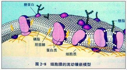 流动镶嵌模型图册_360百科