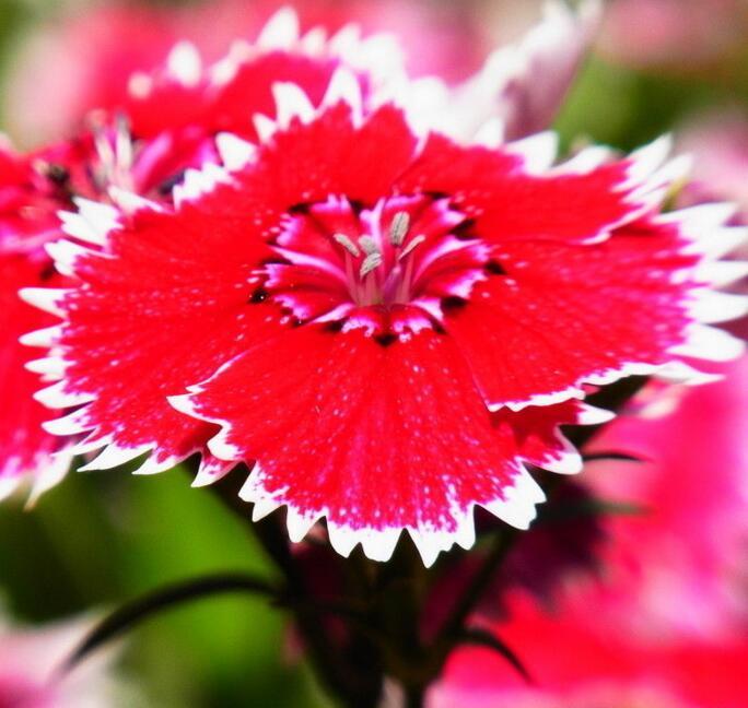 石竹图册_360百科