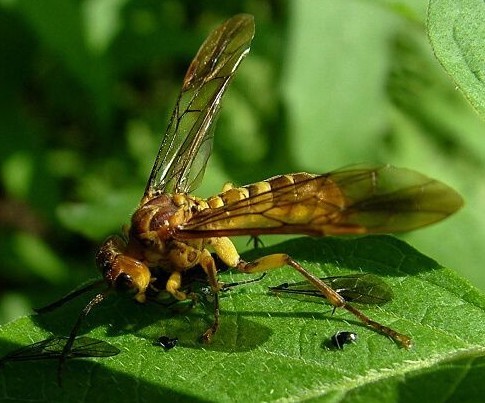 叶蜂属膜翅目叶蜂总科.