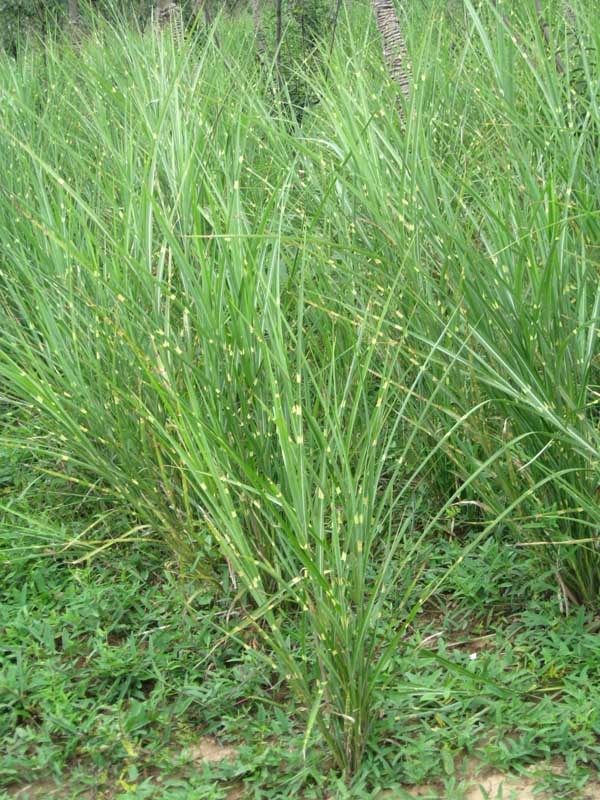 花叶芒_360百科