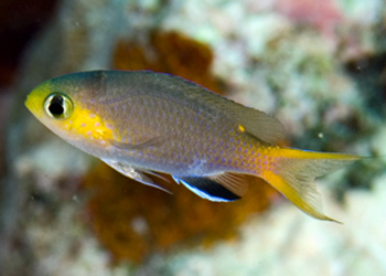 侏儒光鳃鱼 | chromis acares(动物 | 物种)