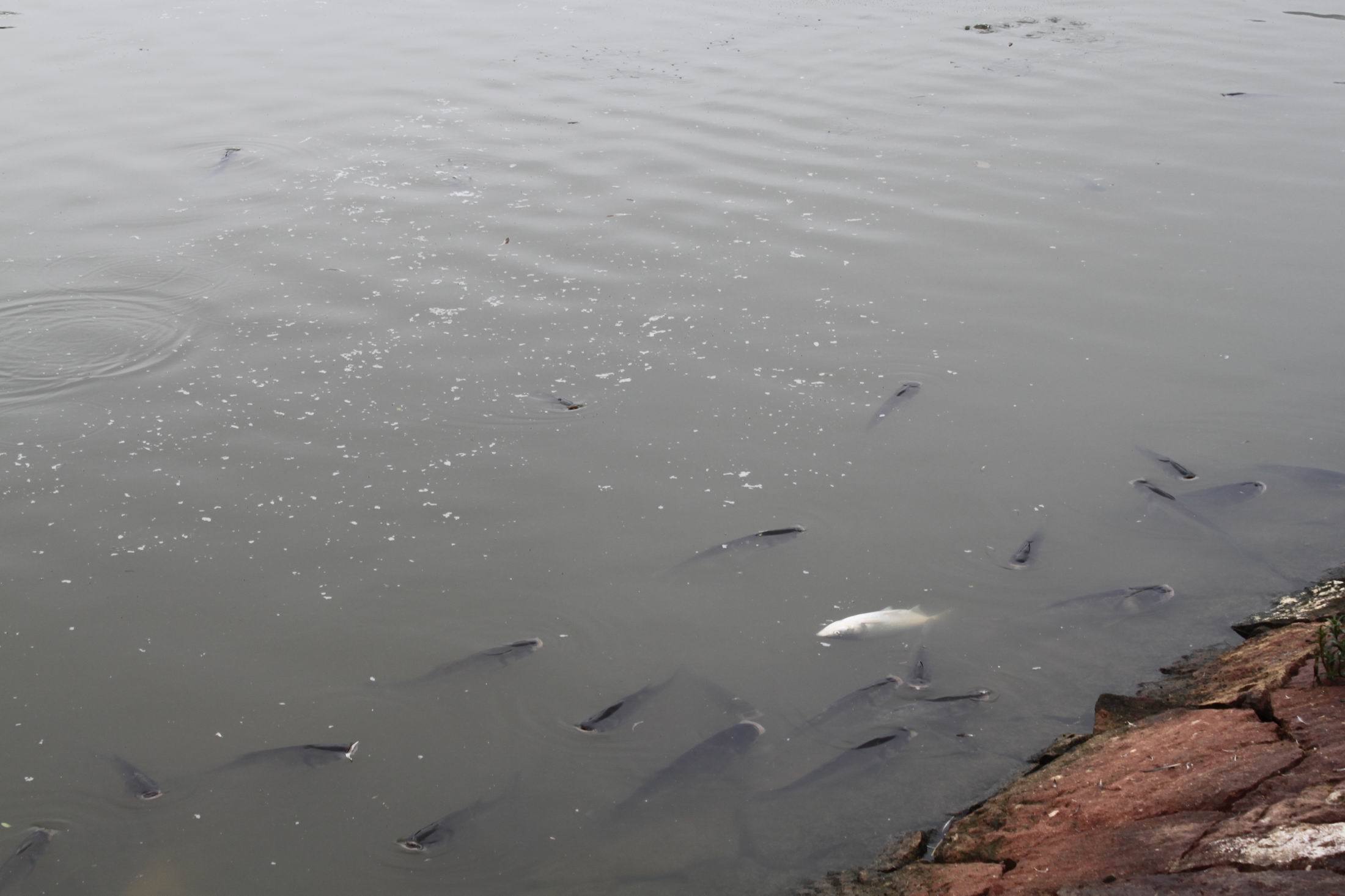 浮头(词汇 | 石材)