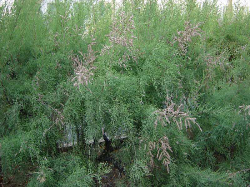 柽柳(中药材) - 求真百科