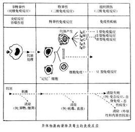 Ⅳ型变态反应图册_360百科
