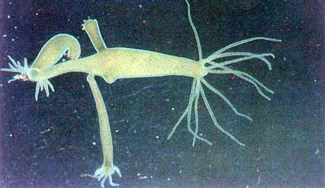 水螅纲(石材)水螅体和水母体阶段均出现或部分退化消失,还有的群体