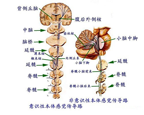 中枢系统_360百科