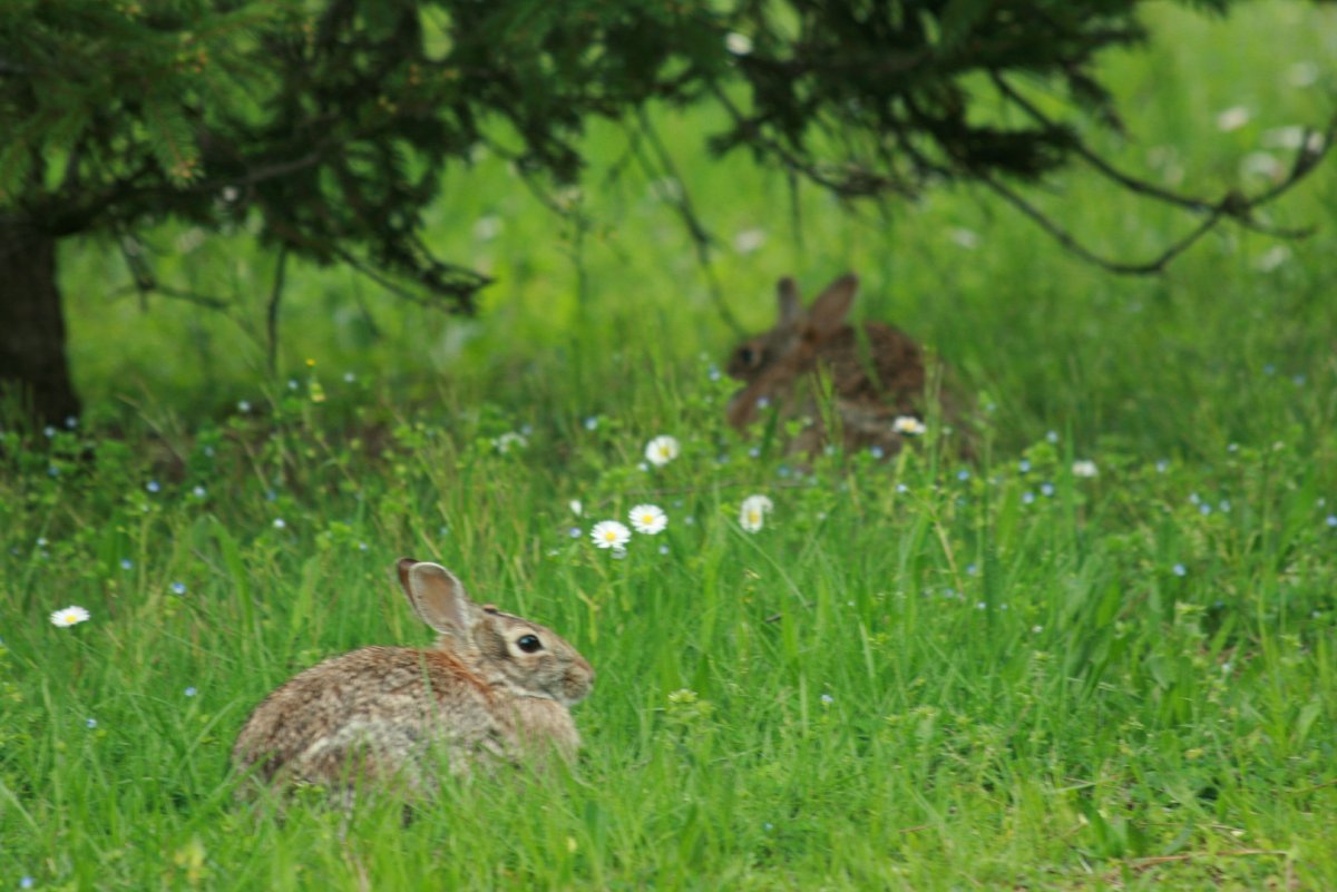 森林里的白尾长耳大野兔照片摄影图片_ID:323972639-Veer图库