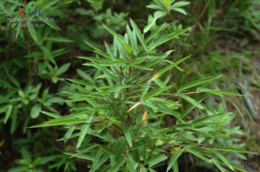 大姚箭竹_360百科