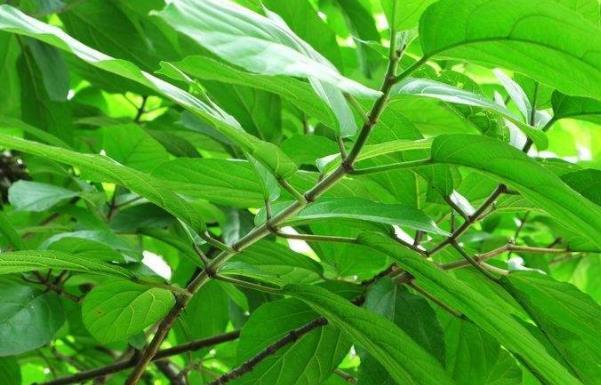 对叶榕系图册_360百科