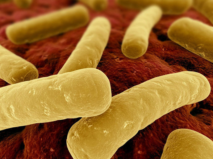 艰难梭菌(菌种)