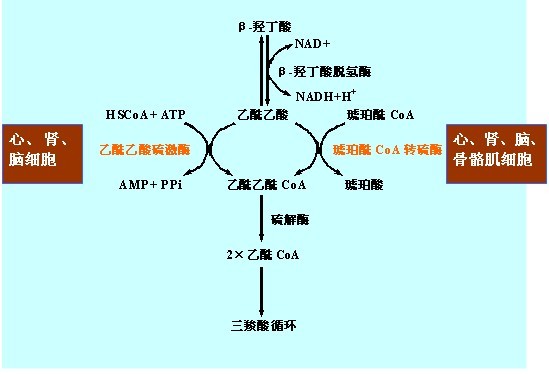 酮体代谢_360百科