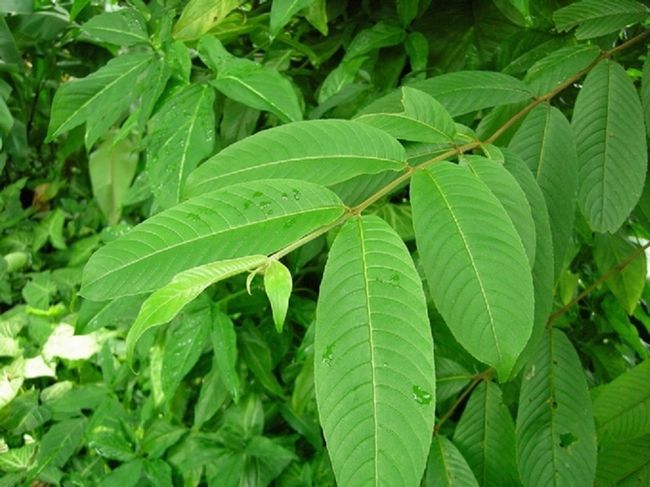 千果榄仁_360百科