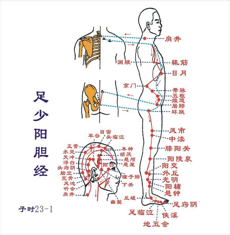 足少阳胆经经络路线图图册_360百科