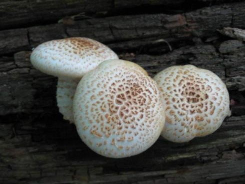 豹皮香菇(菌种)