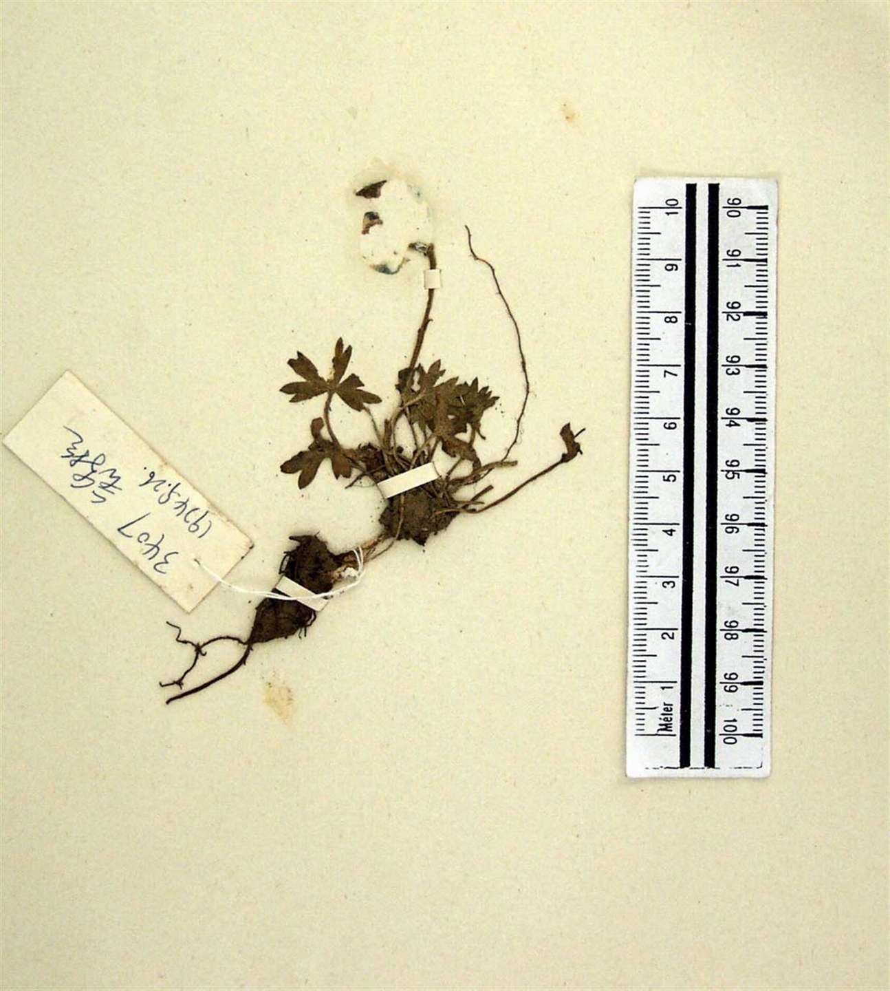 垂果乌头-国家植物标本馆(PE)模式标本集-图片