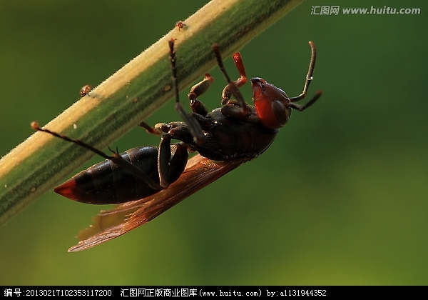 红马蜂图册_360百科