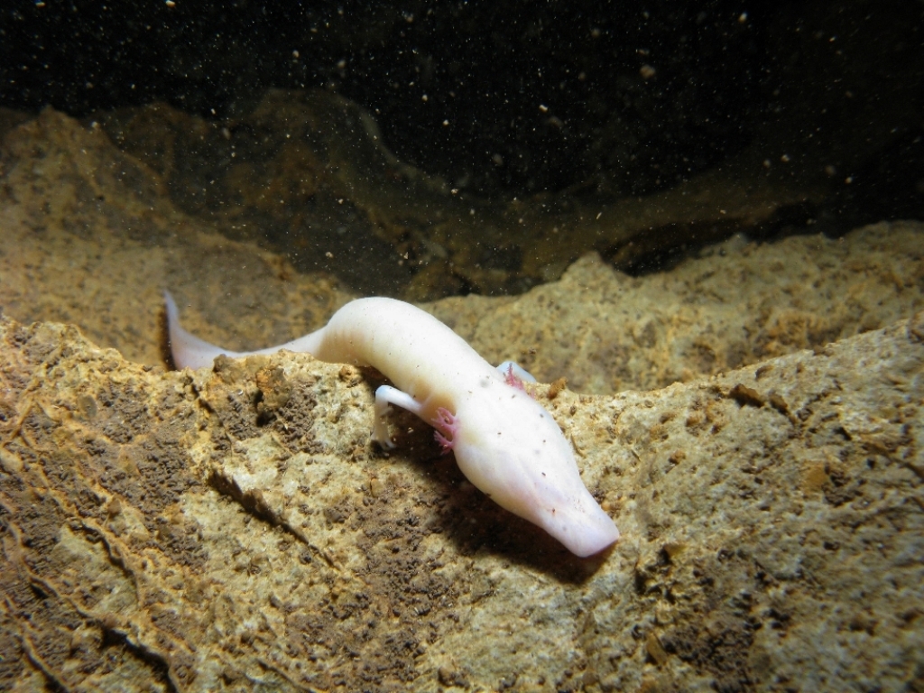 洞螈属图册_360百科