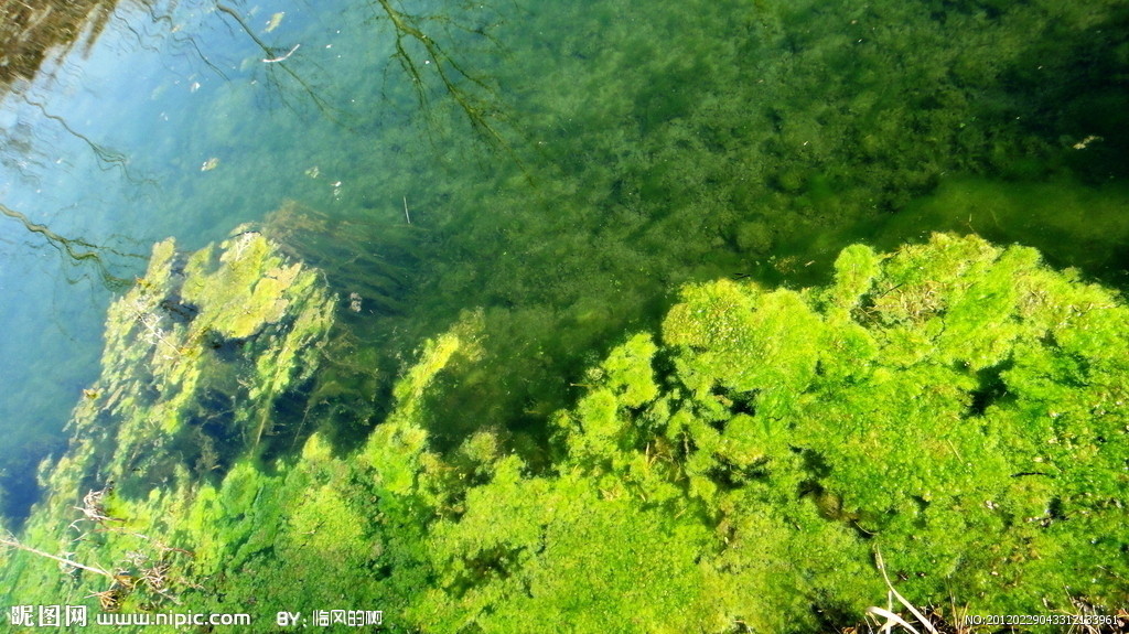 浮游藻图册_360百科