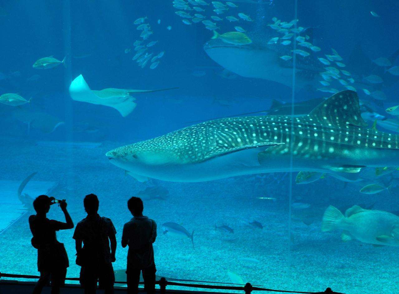 2024鲸鲨馆游玩攻略,高8.3米、长39.6米的玻璃观赏...【去哪儿攻略】