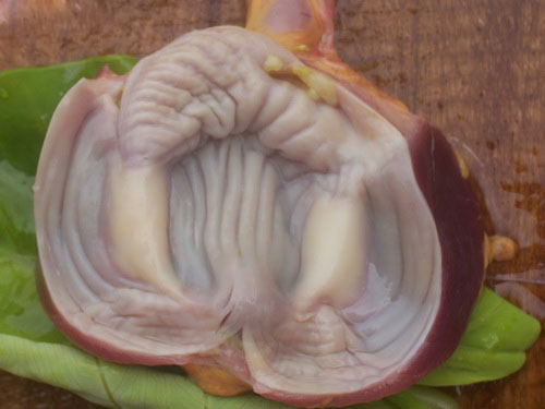 肌胃图册_360百科