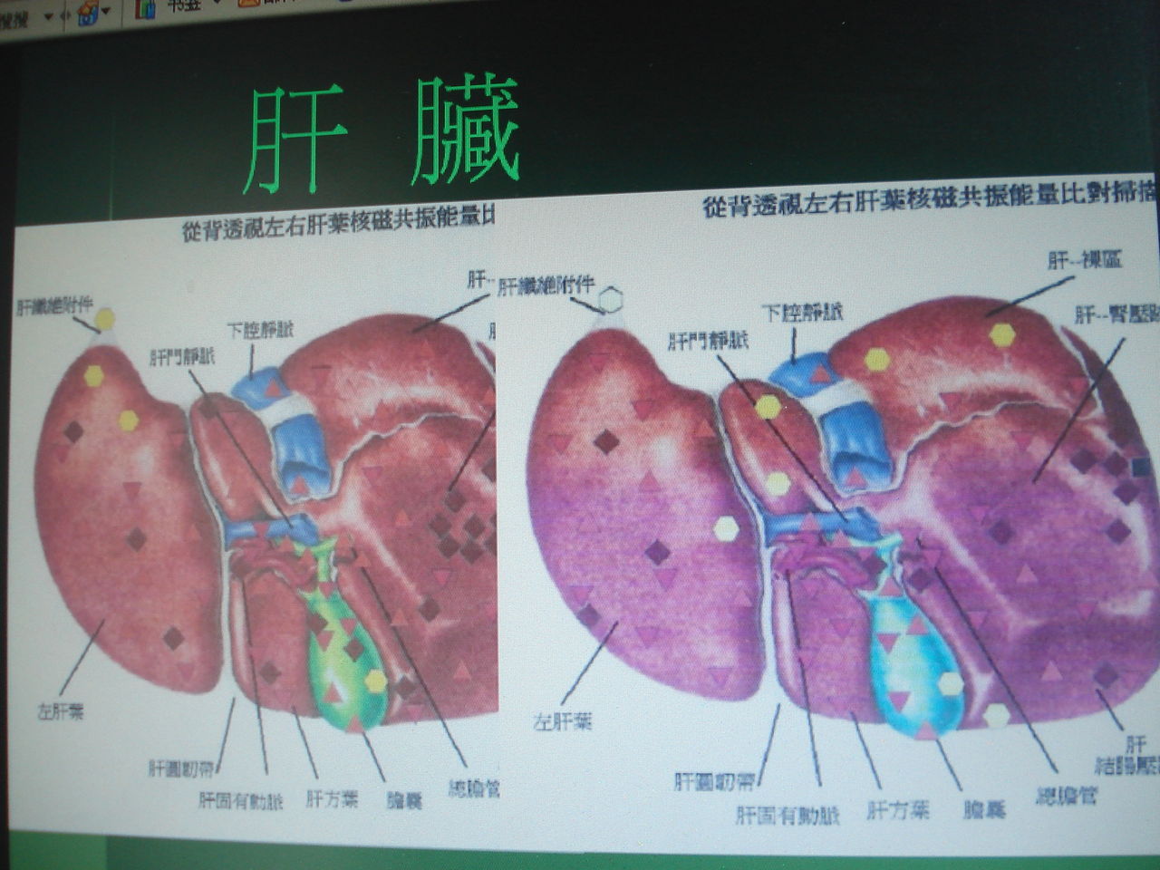 肝的位置圖 – 肝臟的位置 – Dkrcty