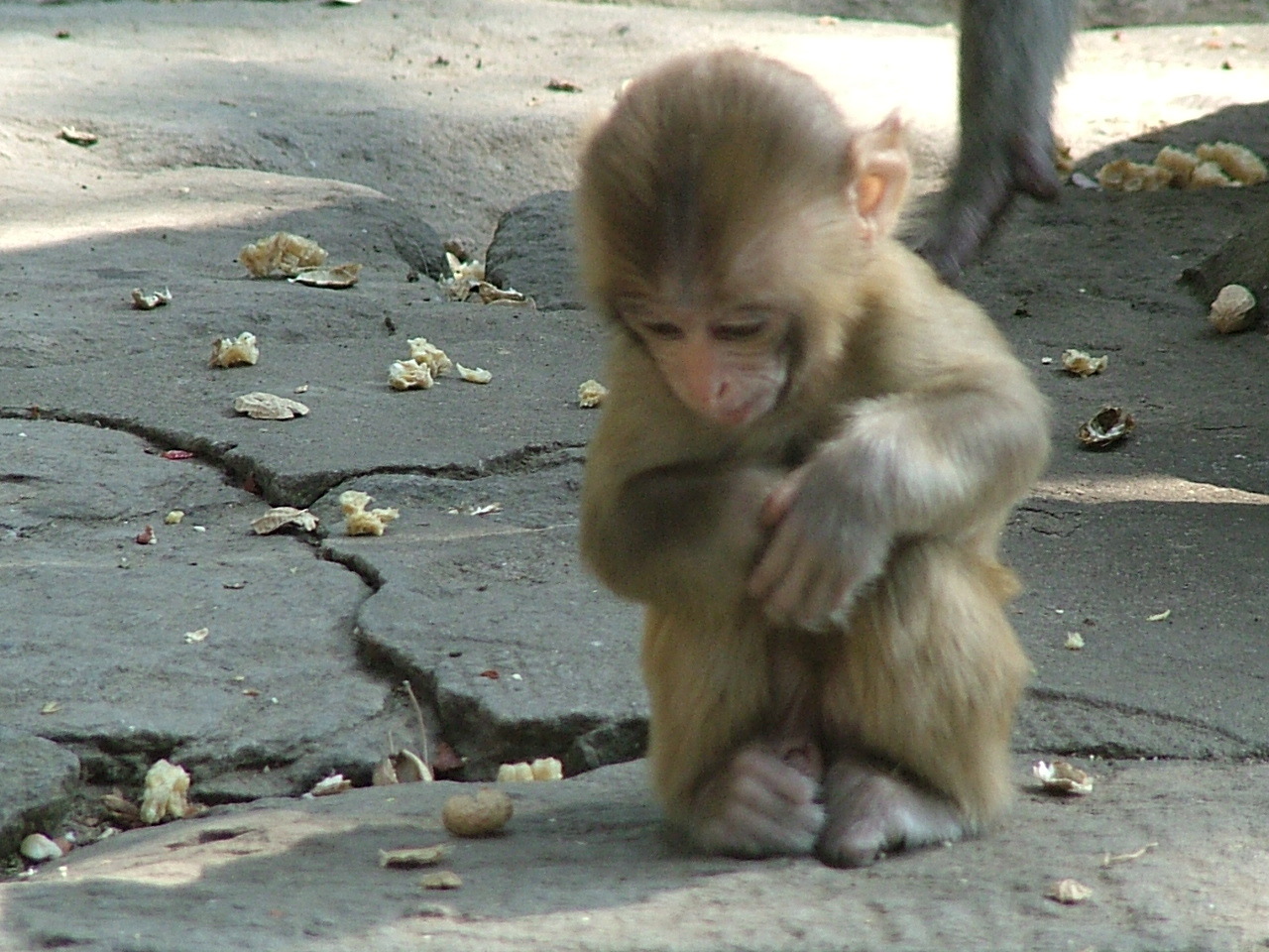 猴子摄影图__野生动物_生物世界_摄影图库_昵图网nipic.com