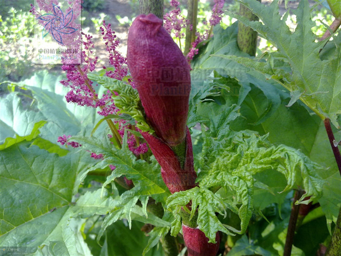 唐古特大黄_360百科