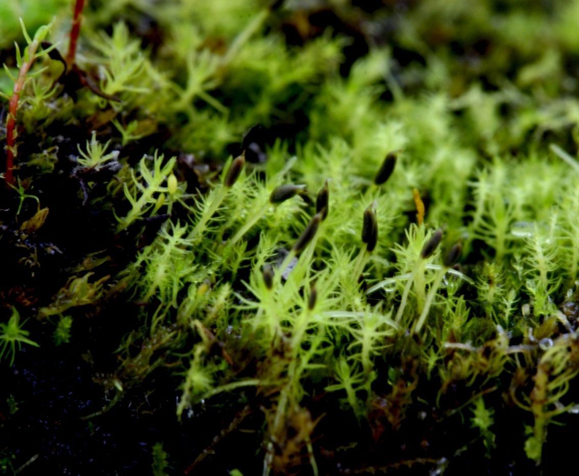 植物百科（二十八）苔藓|苔藓|植物|假根_新浪新闻