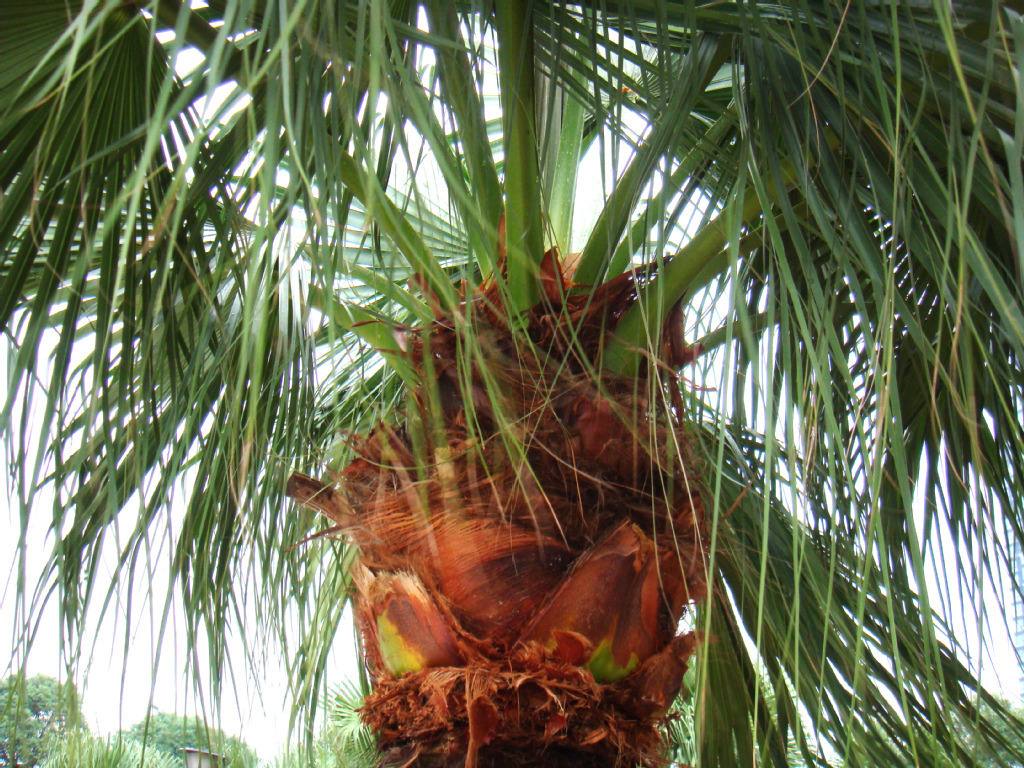 棕榈 水果 花 - Pixabay上的免费照片 - Pixabay