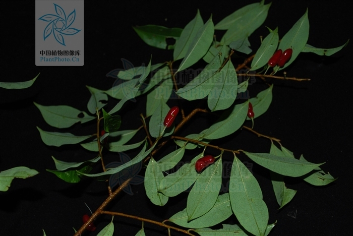 滇缅古柯图册_360百科
