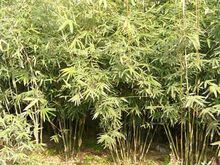 孝顺竹_360百科