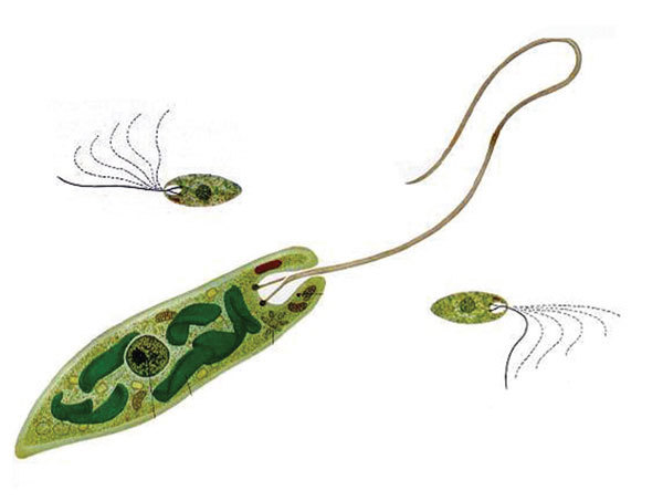 - 原生生物界生物