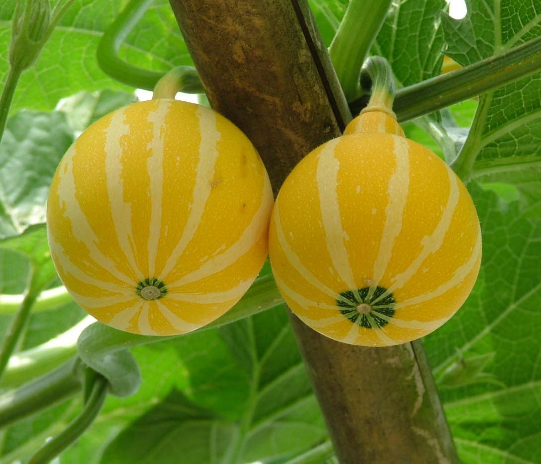 黄金瓜的种植方法和时间 - 花百科