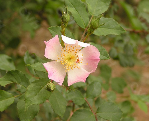 野薔薇