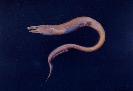 蠕新康吉鳗 | neoconger vermiformis(动物 | 辐鳍鱼类)