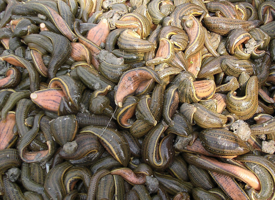 琼海水蛭(蚂蟥)养殖繁育基地-金泉网