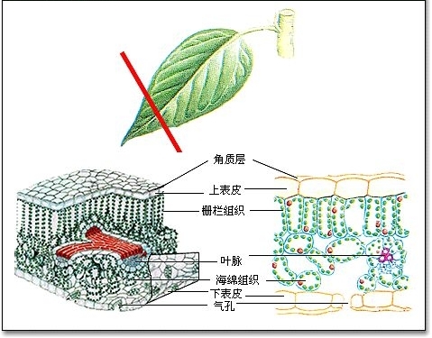 永久装片_360百科