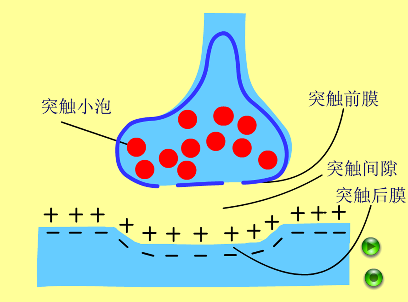 神经脉冲_360百科