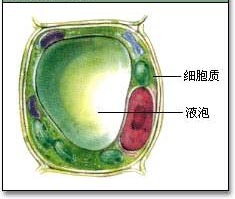 液泡图册_360百科