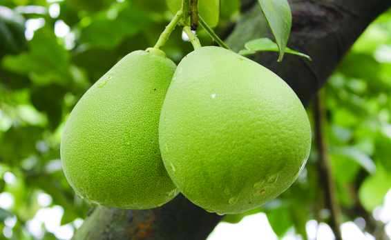 柚子 植物种类 360百科