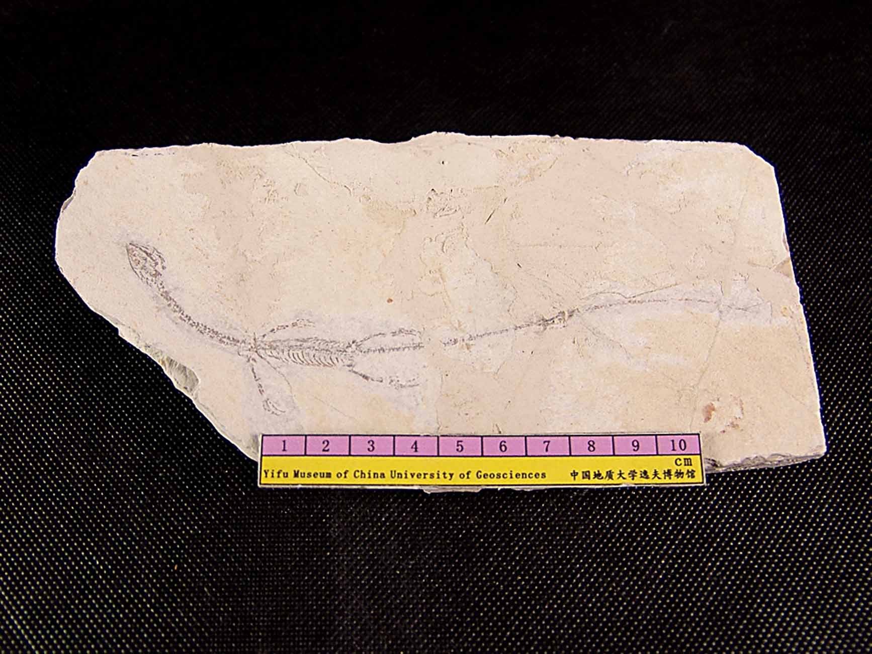 凌源潜龙幼体_ Hyphalosaurus lingyuanensis Gao,Tang et Wang, 1999_国家岩矿化石标本资源共享平台