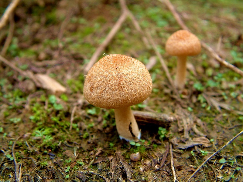 野蘑菇菌种