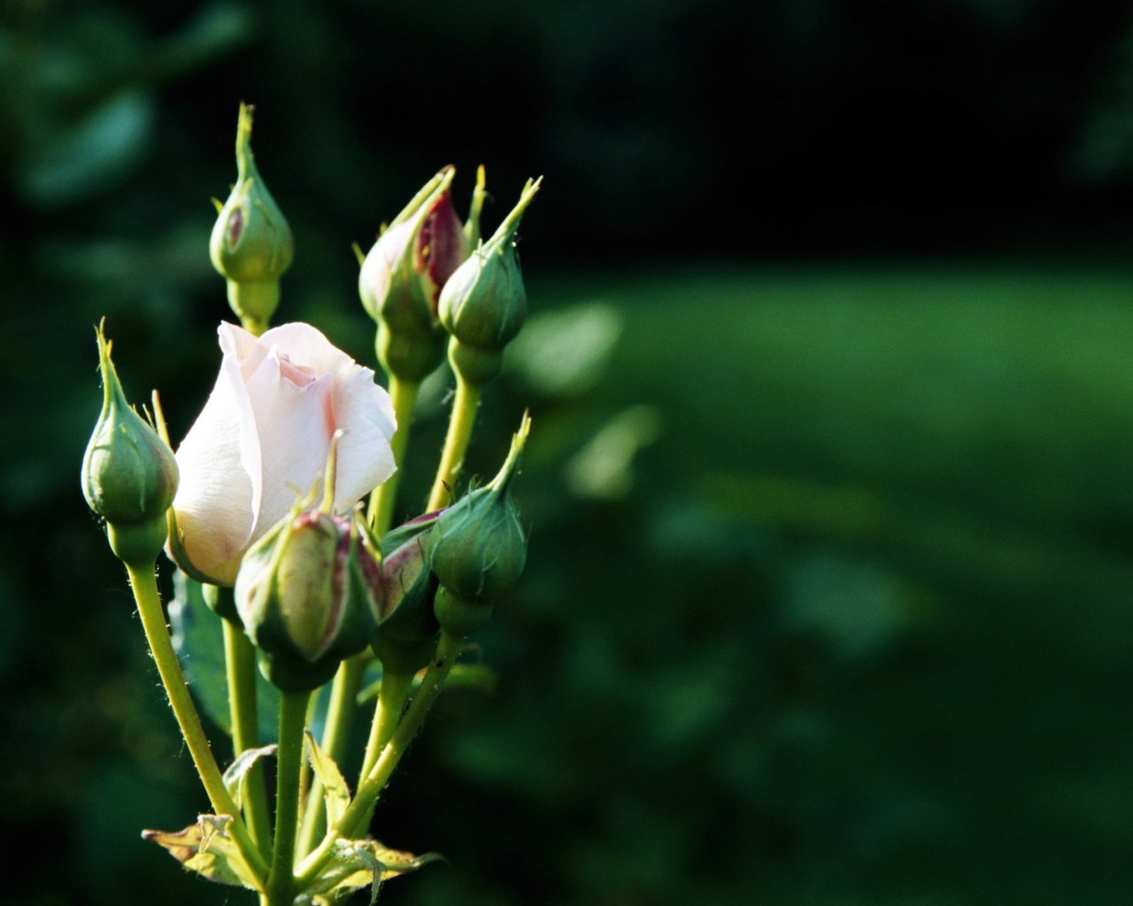 玫瑰 植物 玫瑰花 - Pixabay上的免费照片 - Pixabay