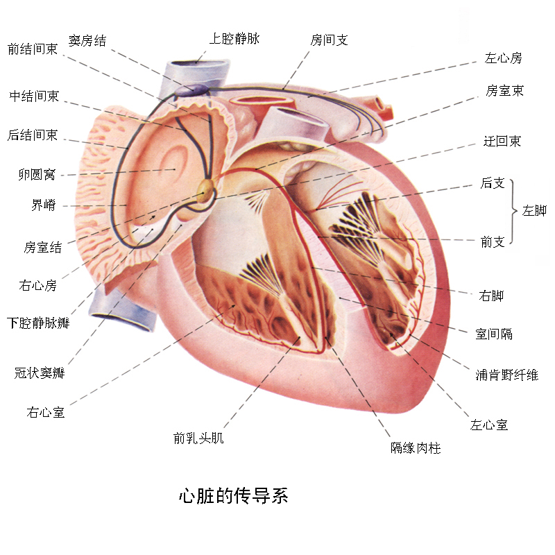 右心房解剖结构图图片
