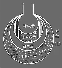 肺容积(诊断学 名词)